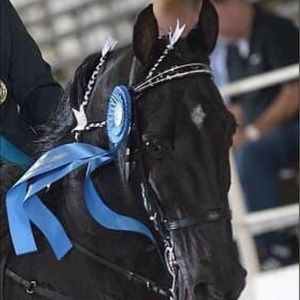 Meet your Posher, Colton